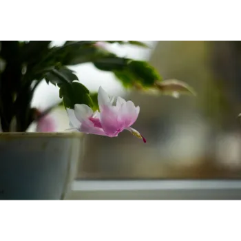 Plumeria Plant